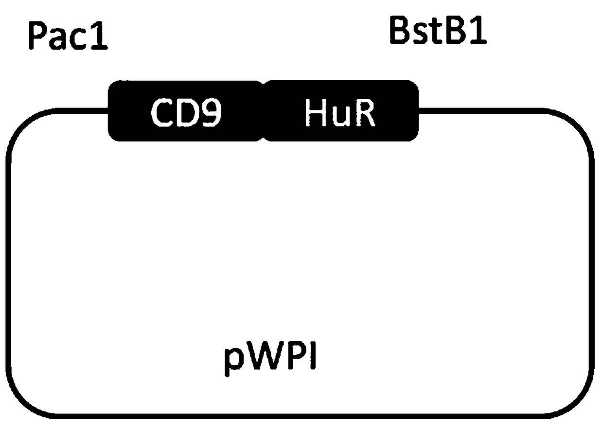 Expression vector of fusion protein for enhancing target RNA loading into exosome and establishment method and application thereof