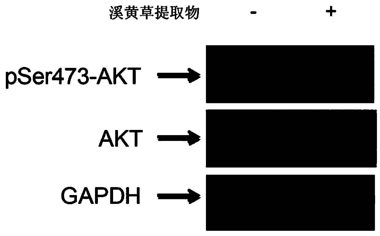 Application of serrate rabdosia herb extractive serving as STAT3 signal specificity inhibiter in preparation of anti-tumor drug