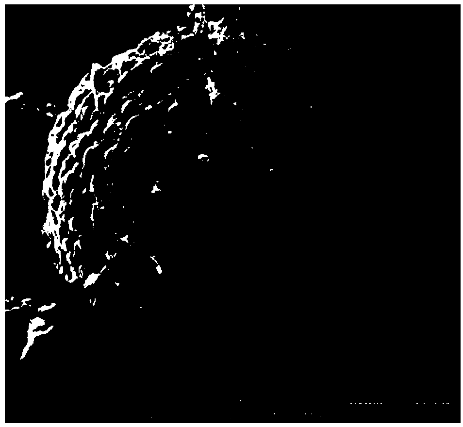 Polymer and nitrogen-doped carbon nanotube co-modified nickel-cobalt-manganese cathode material and preparation method thereof