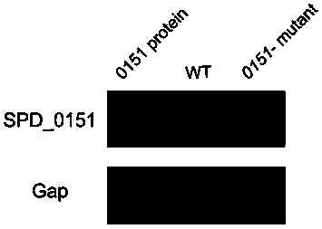 Streptococcus pneumoniae vaccine and preparation method thereof