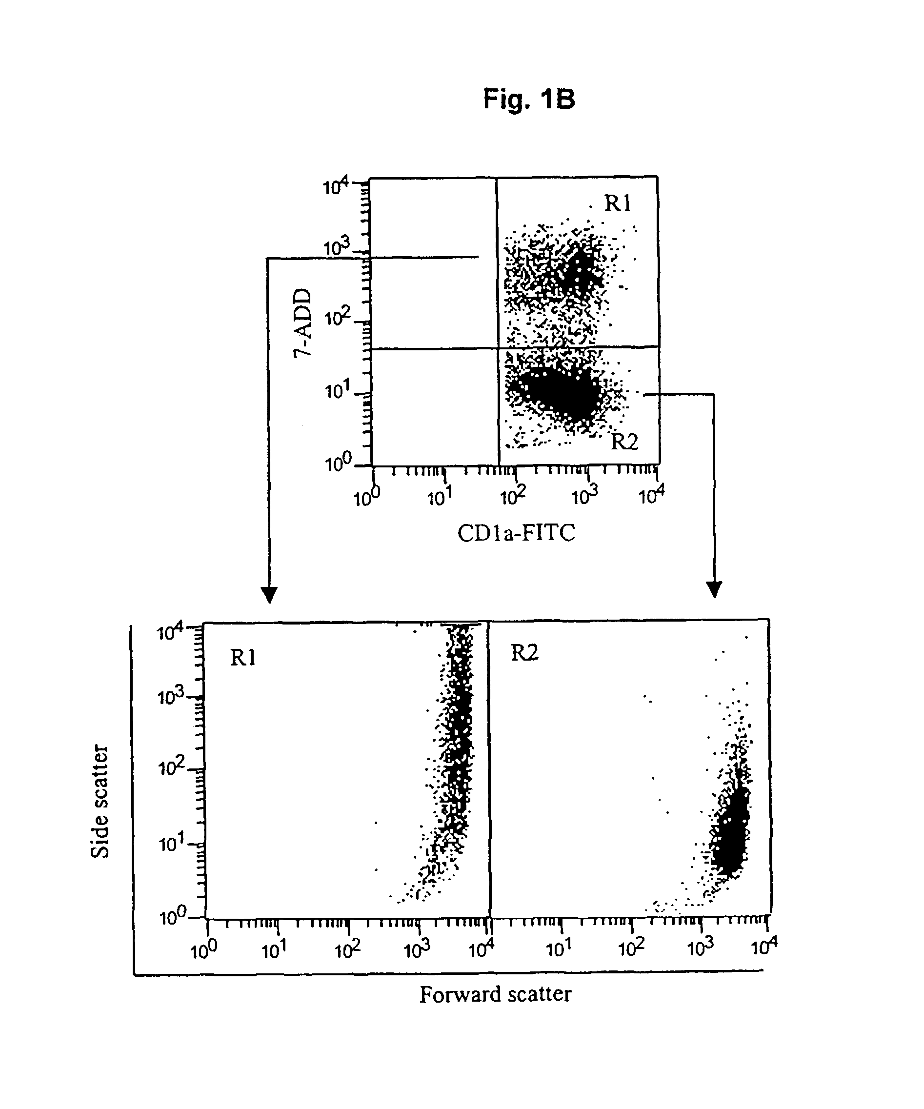 Use of allogeneic cell lines to load antigen presenting cells to elicit or eliminate immune responses