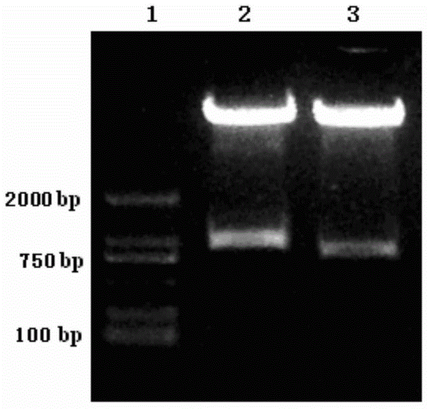 Chimeric antigen receptor as well as gene and recombinant expression vector, engineered CD30-targeted NKT cell and application thereof