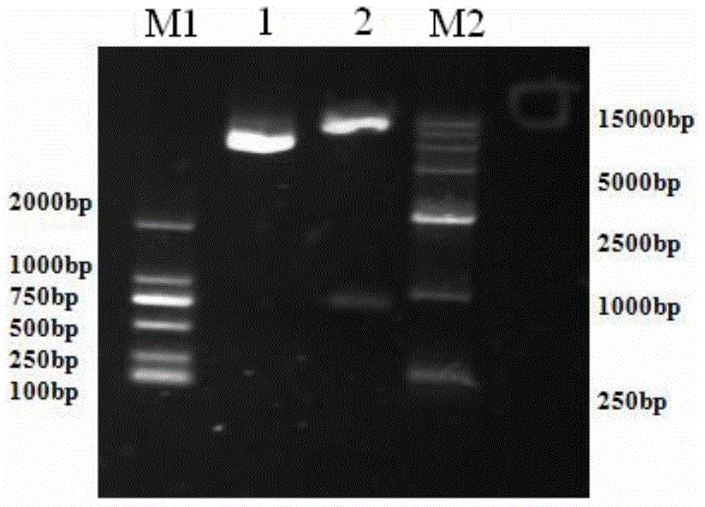 Chimeric antigen receptor as well as gene and recombinant expression vector, engineered CD30-targeted NKT cell and application thereof