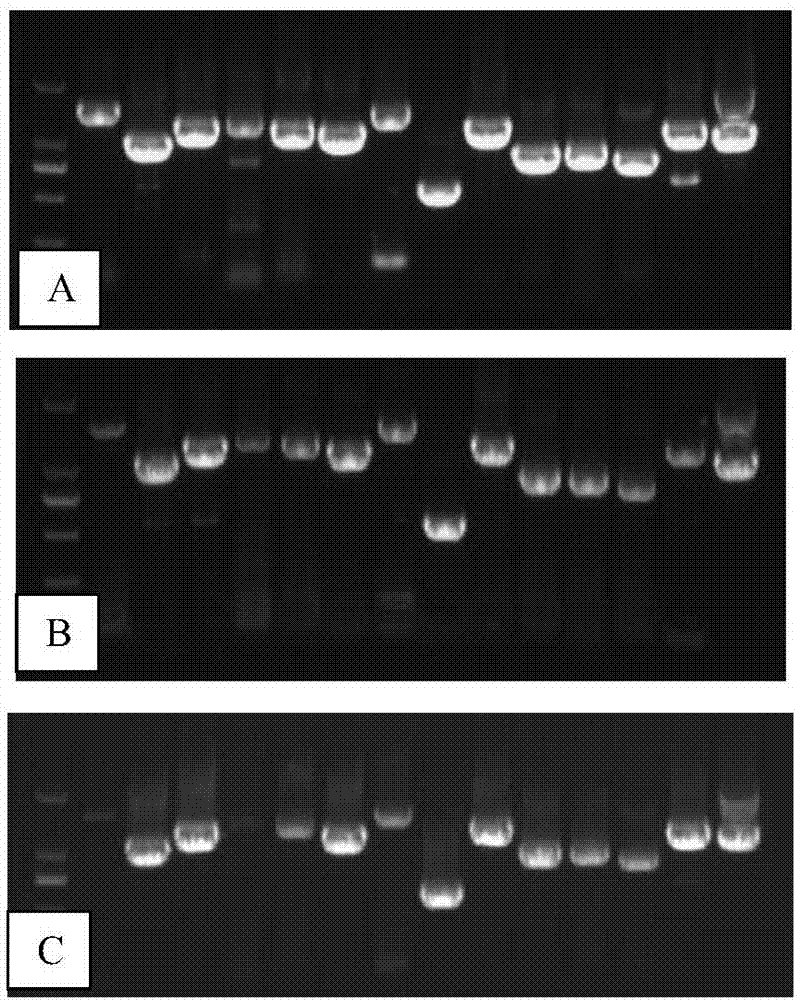 Whole genome sequencing method of influenza B virus