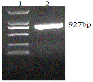 Low-temperature inducible promoter PCPI and application thereof