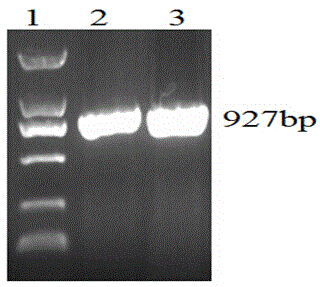 Low-temperature inducible promoter PCPI and application thereof