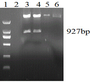 Low-temperature inducible promoter PCPI and application thereof