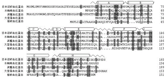 Macrobrachium japonicus hemoglobin gene and its cloning method and recombinant protein preparation method