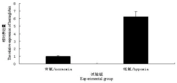 Macrobrachium japonicus hemoglobin gene and its cloning method and recombinant protein preparation method