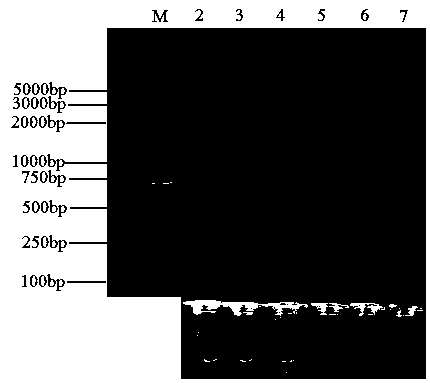 Phomopsis asparagi LAMP (loop-mediated isothermal amplification) detection primer pair and detection method thereof