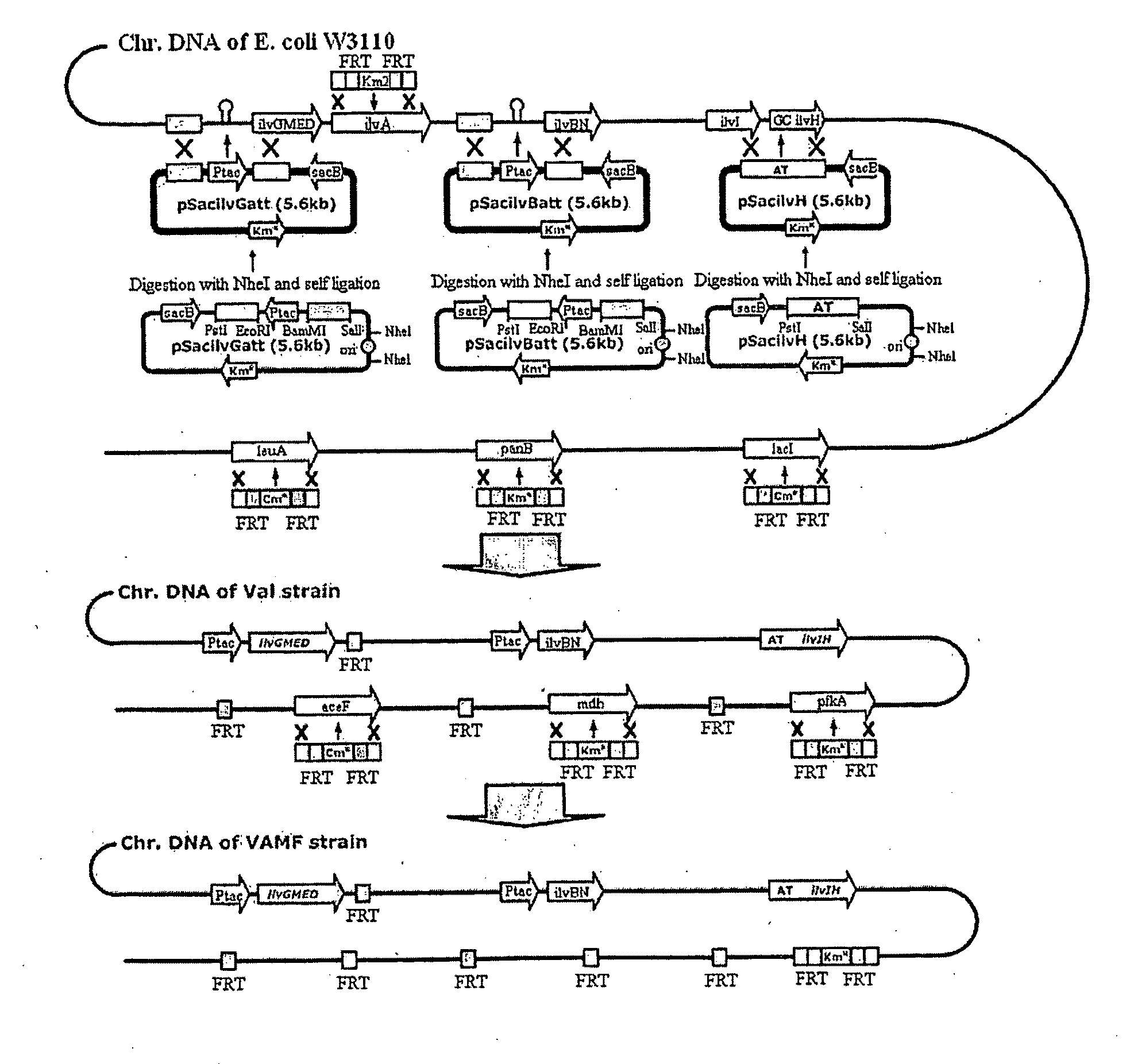 Mutant microorganism having improved production ability of branched amino acid and method for preparing branched amino acid using the same