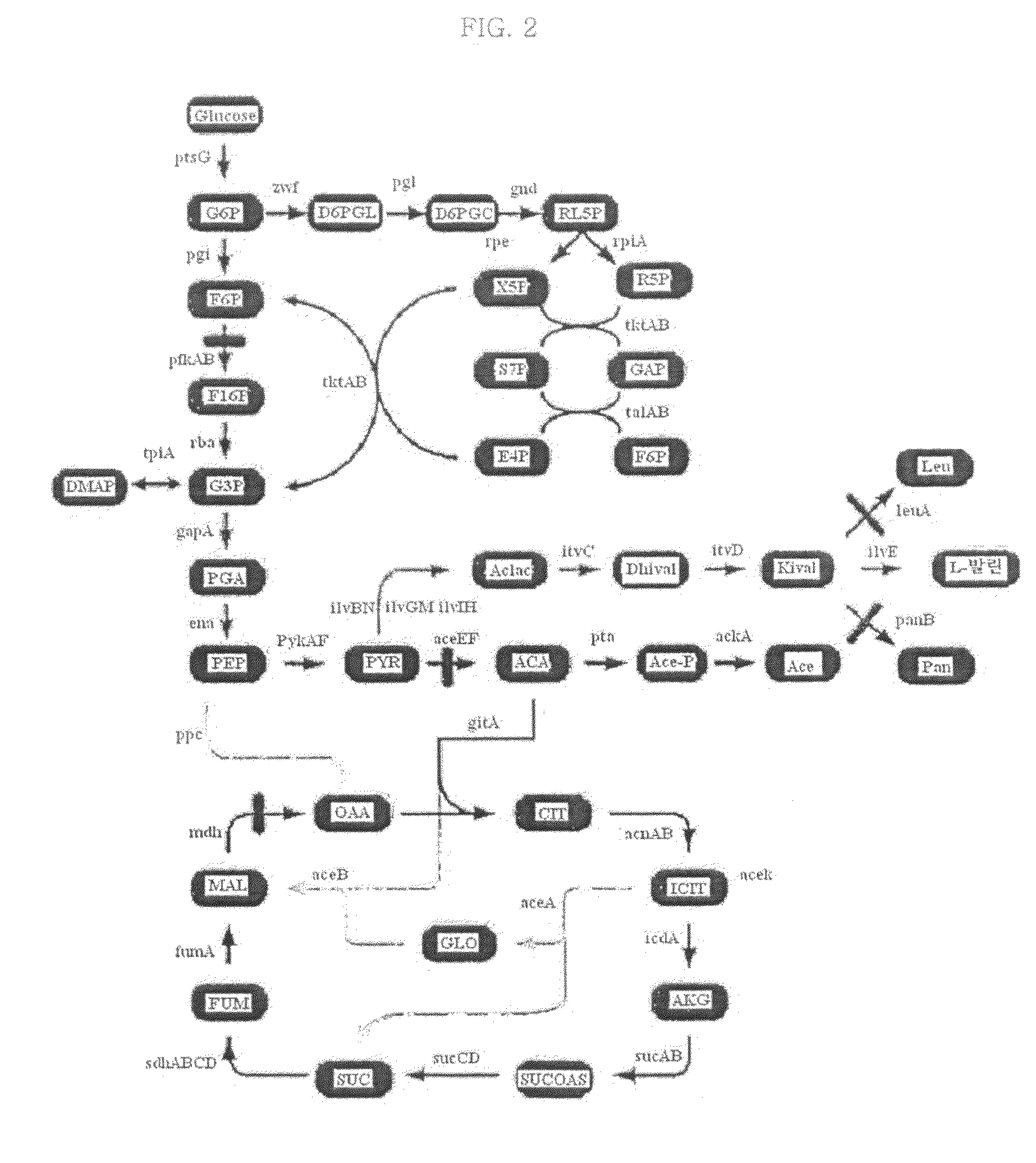 Mutant microorganism having improved production ability of branched amino acid and method for preparing branched amino acid using the same