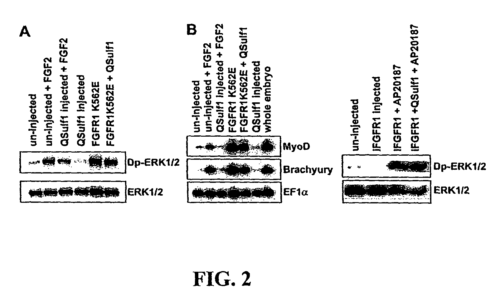 Inhibition of FGF signaling