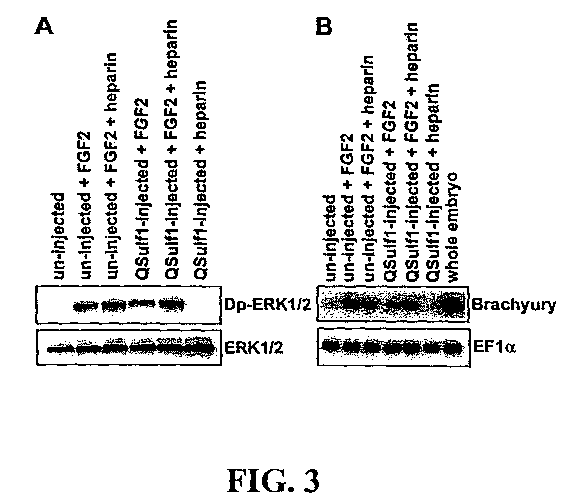 Inhibition of FGF signaling