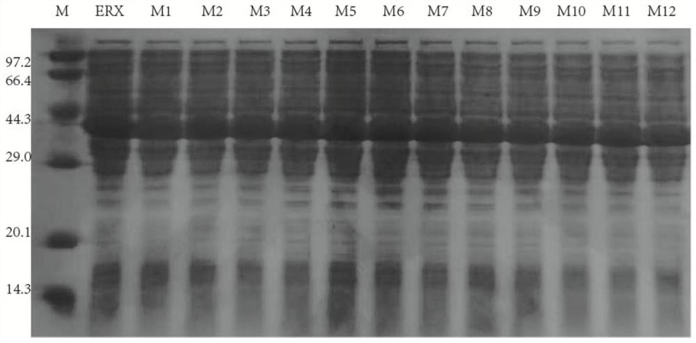 A kind of fusion xylanase mutant with high specific activity and its application