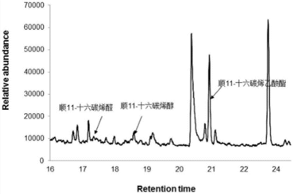 A kind of sex pheromone composition of camphor moth and its lure