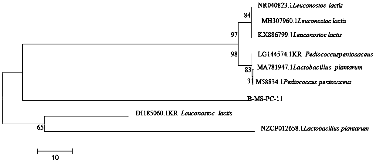 Leuconostoc lactis and applications thereof