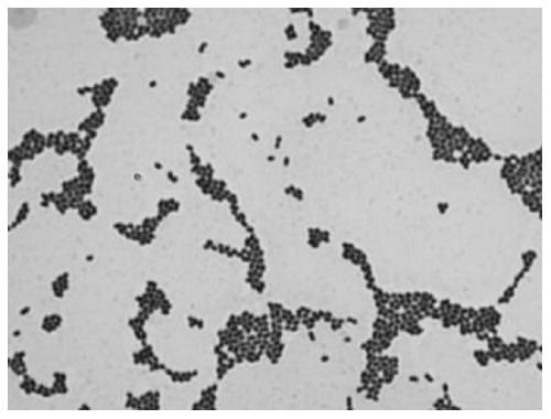 Leuconostoc lactis and applications thereof