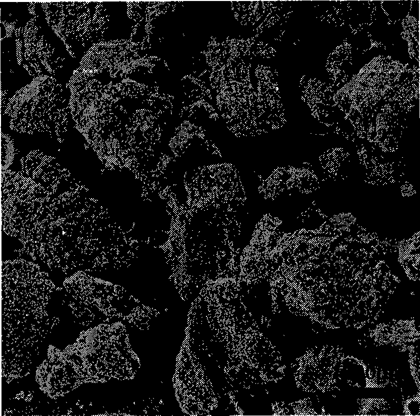 Method for preparing carbon nano-tube array on particle interior surface