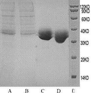 A kind of recombinant il-15 fusion protein and its application