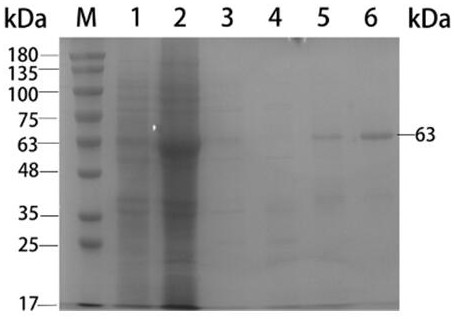 Method for analyzing expression and immunogenicity of recombinant human rotavirus VP7 protein