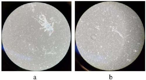 Method for separating and purifying brain micro-vessels