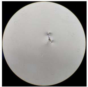 Method for separating and purifying brain micro-vessels