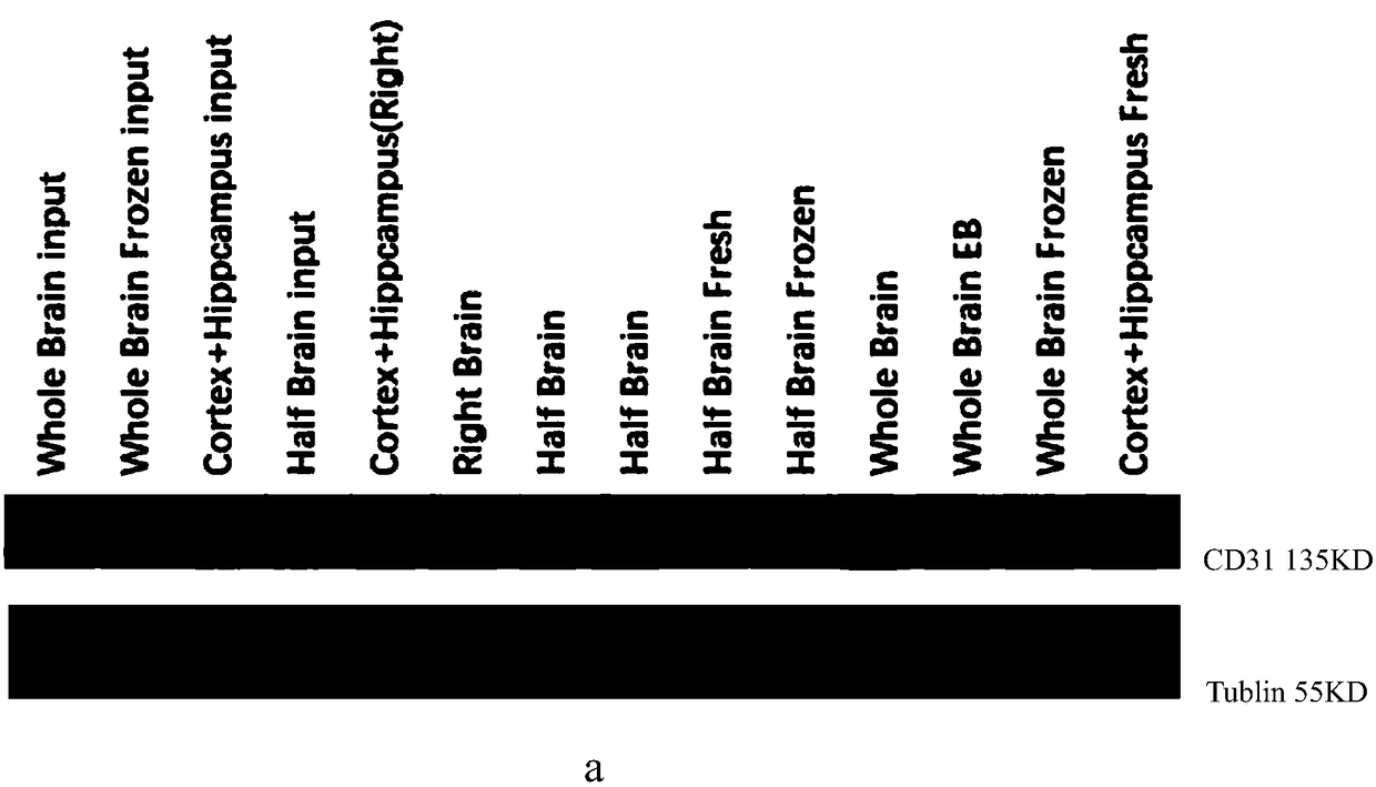 Method for separating and purifying brain micro-vessels