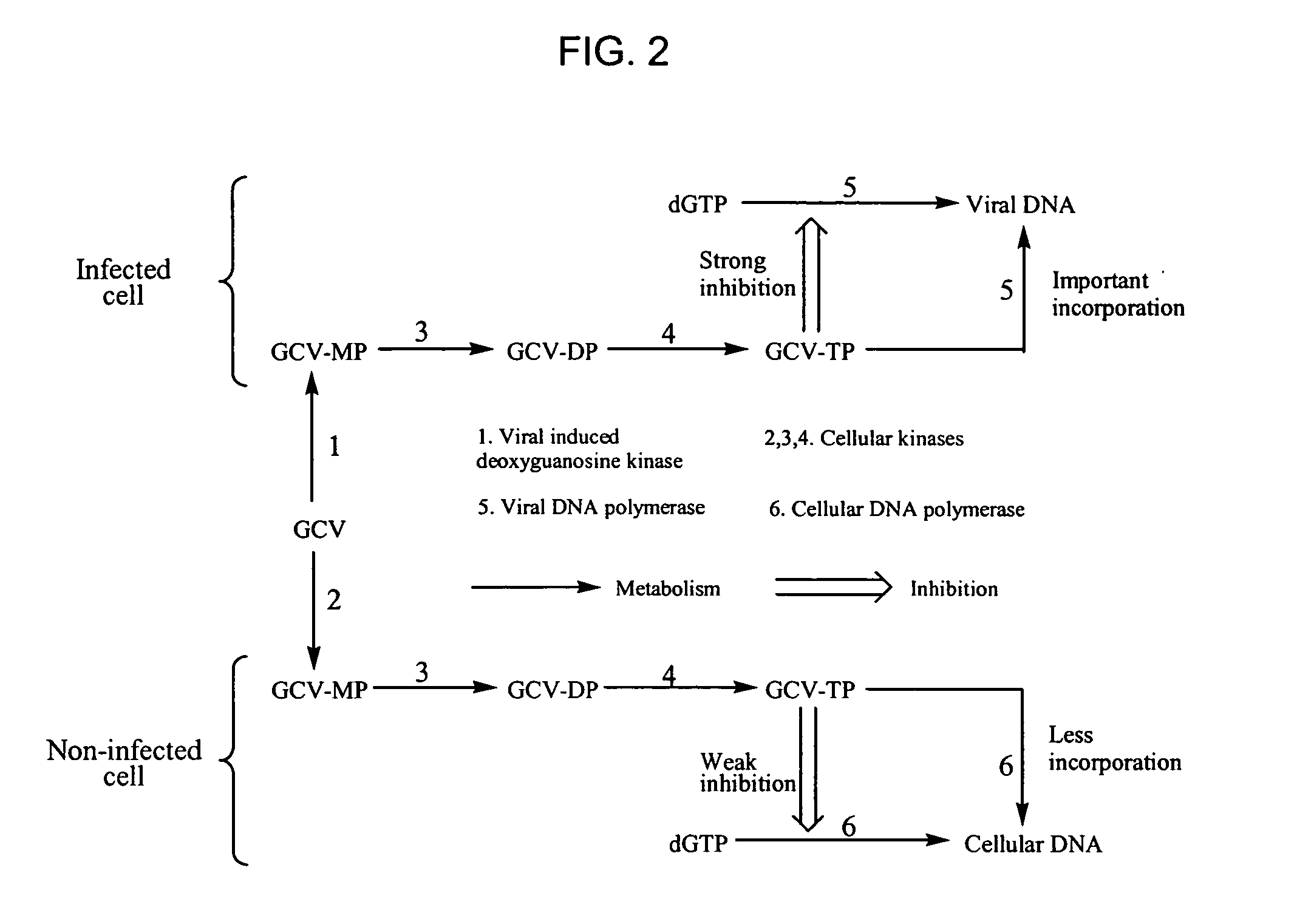 Bicyclic carbohydrate compounds useful in the treatment of infections caused by herpesviridae