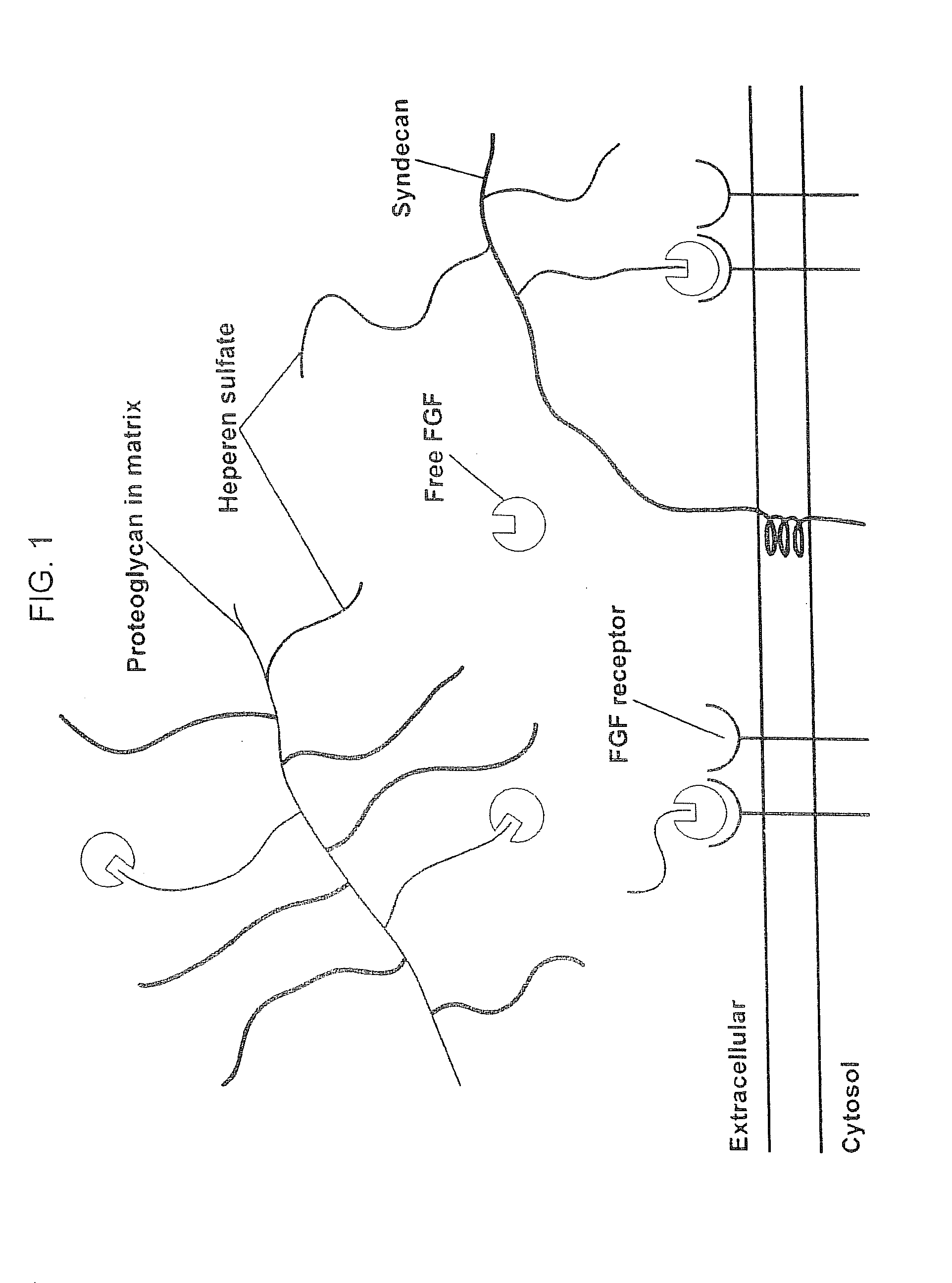 Compositions for Regenerating Defective or Absent Myocardium