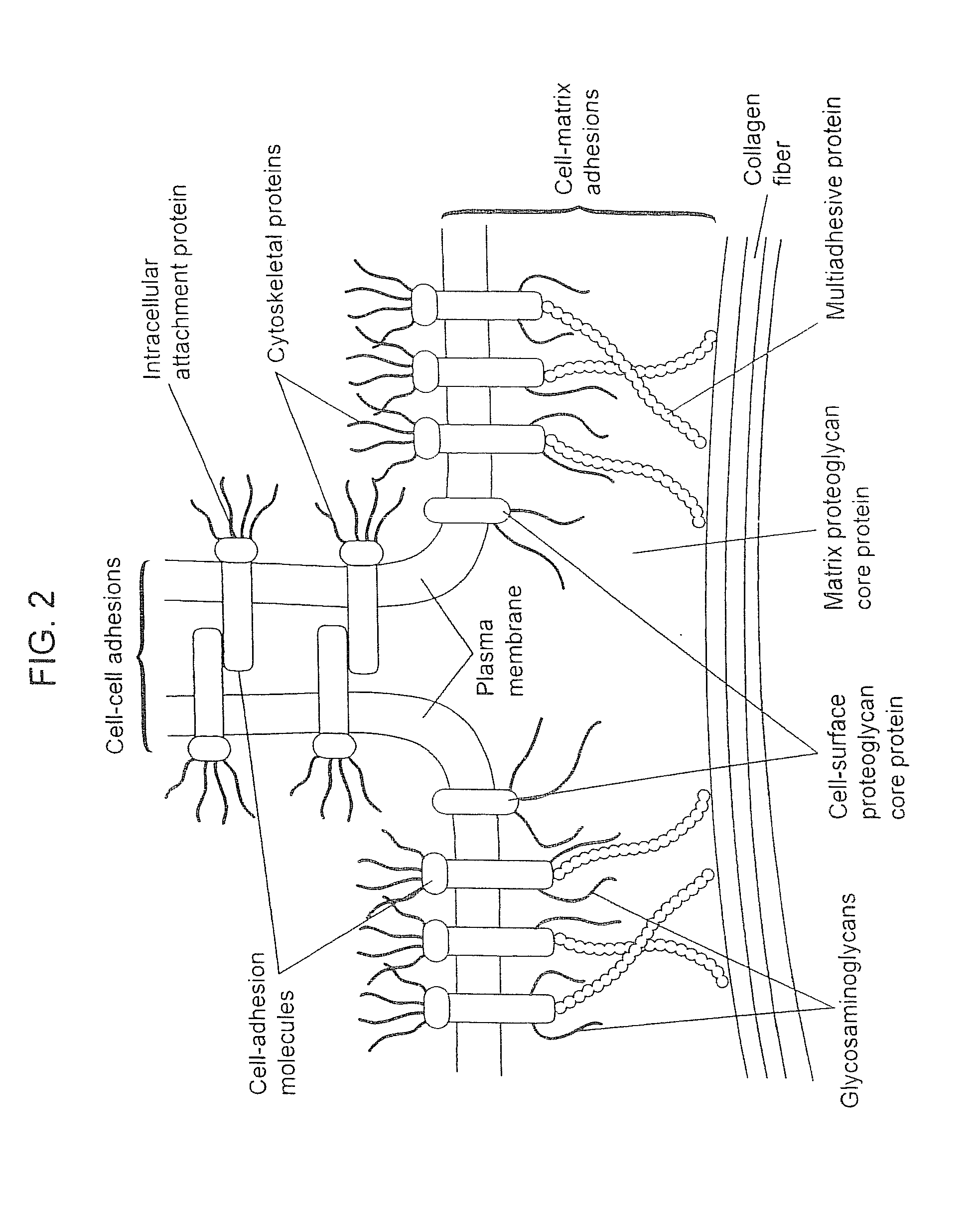 Compositions for Regenerating Defective or Absent Myocardium