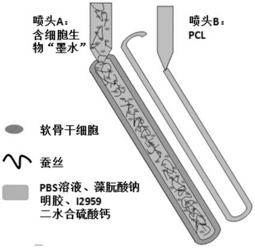 Method for preparing cartilage with high mechanical properties based on 3D bioprinting