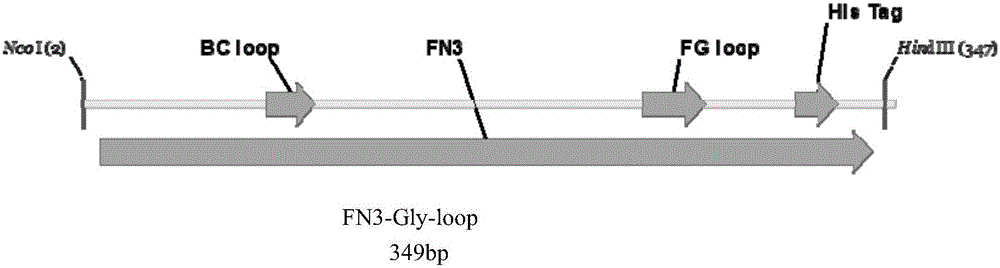 Method for building N-glycosylation efficiency detection receptor protein models in Escherichia coli by aid of skeleton proteins Fn3 (fibronectin type III domain)