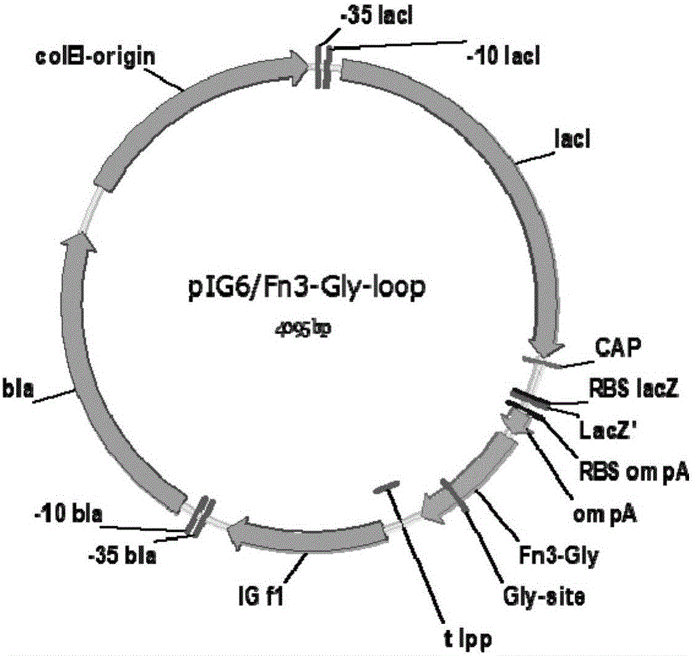 Method for building N-glycosylation efficiency detection receptor protein models in Escherichia coli by aid of skeleton proteins Fn3 (fibronectin type III domain)