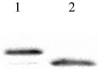 Method for building N-glycosylation efficiency detection receptor protein models in Escherichia coli by aid of skeleton proteins Fn3 (fibronectin type III domain)