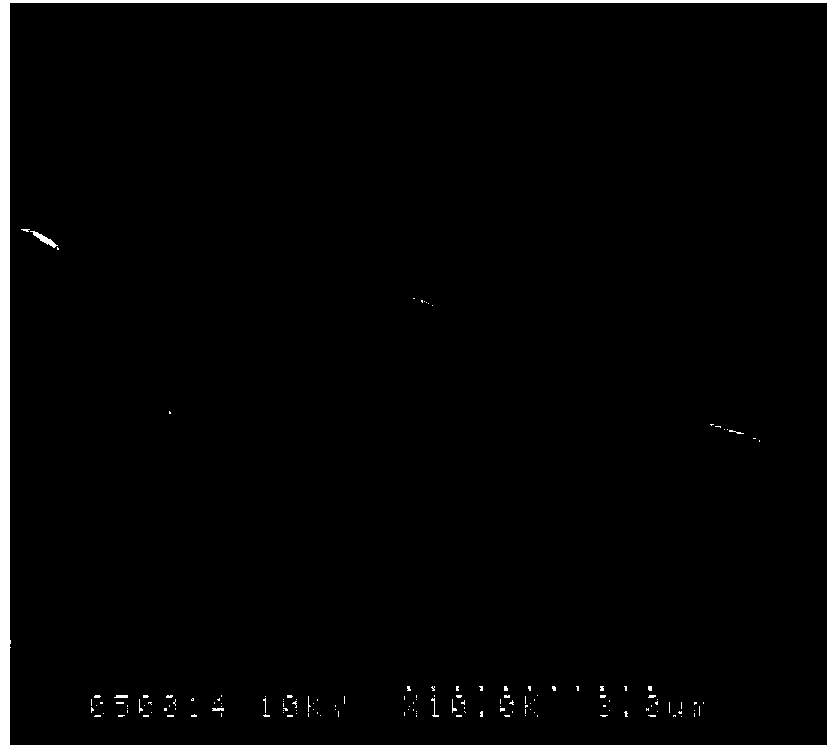 Facultative anaerobic denitrifying bacterium with self-flocculation capability and purpose thereof