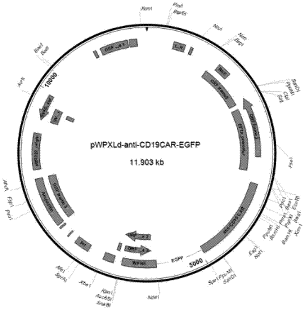 A method for detecting the inhibitory effect of anti-CD19 chimeric antigen receptor T cells on leukemia cells