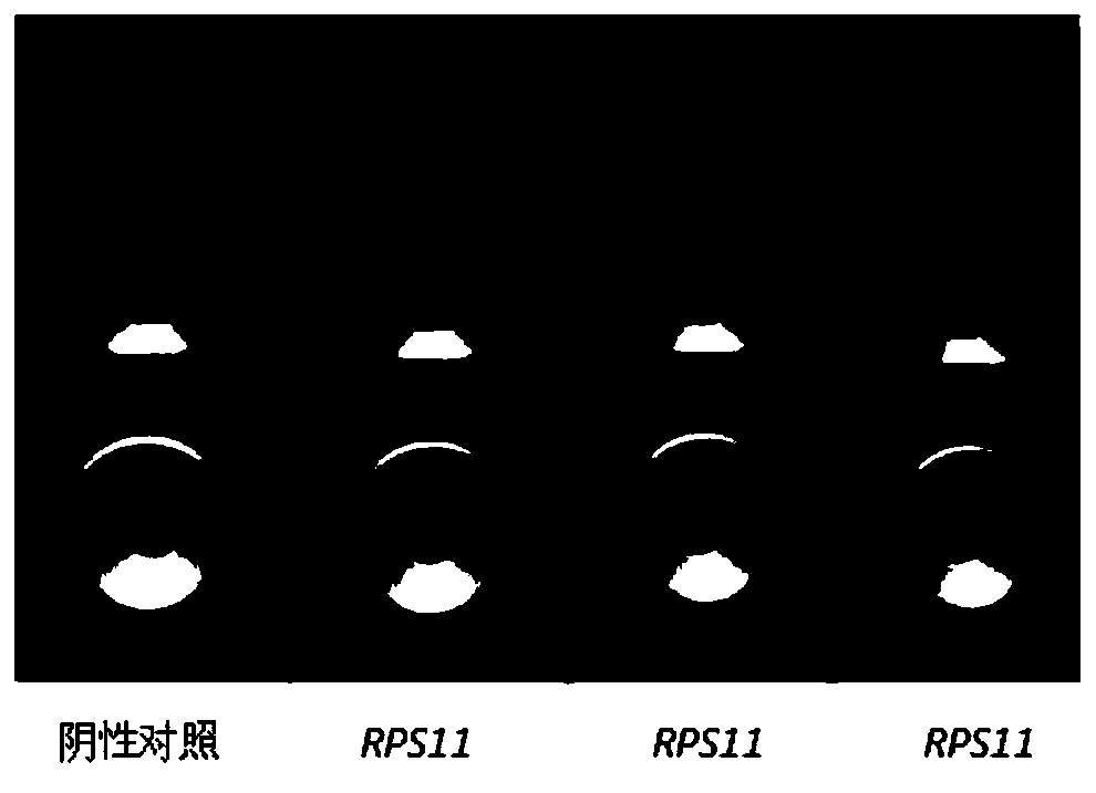 Preparation method of goat mycoplasma pneumonia immune colloidal gold labeled rapid diagnosis test paper