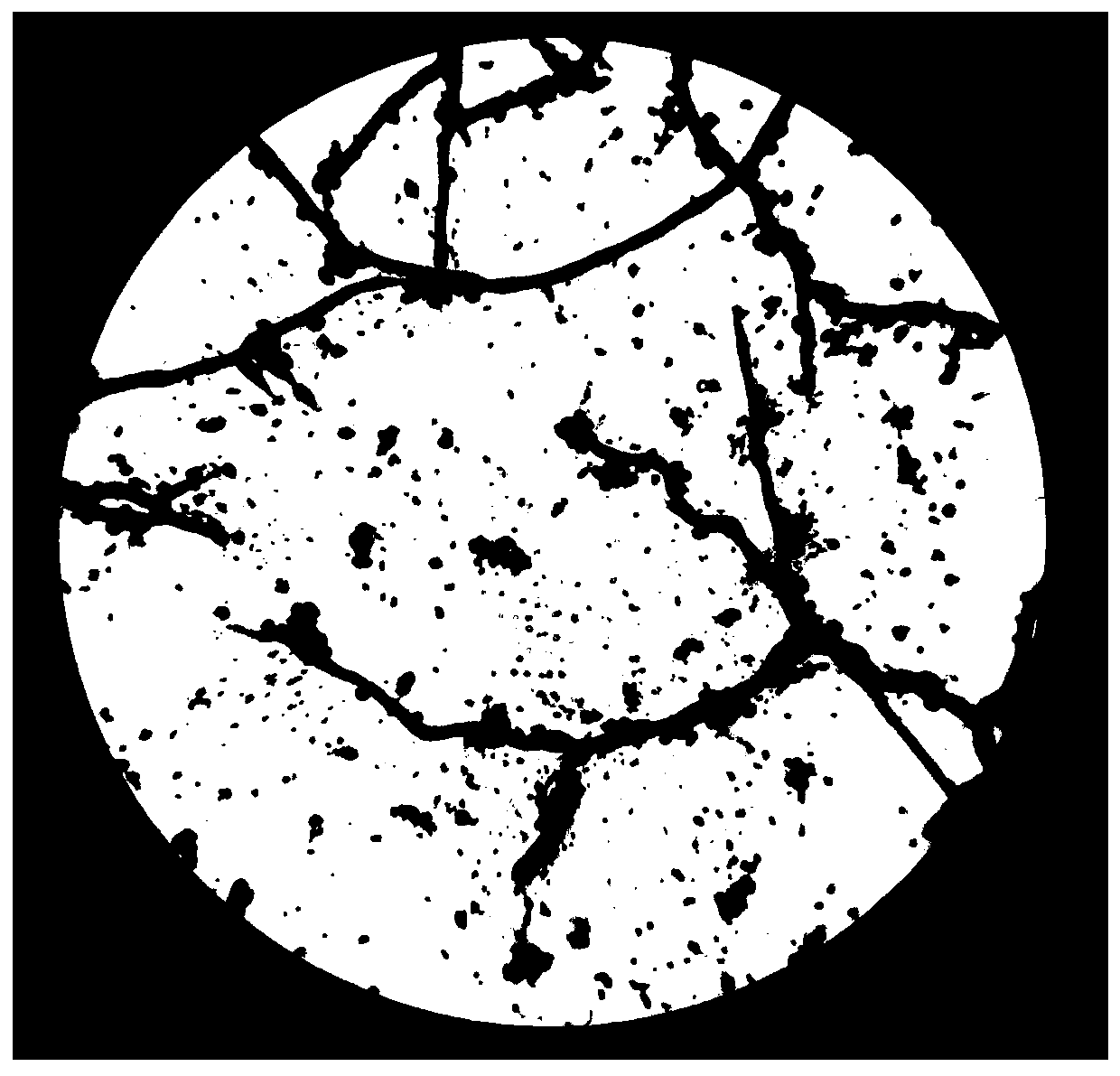 A strain of P. lilacensis and its application