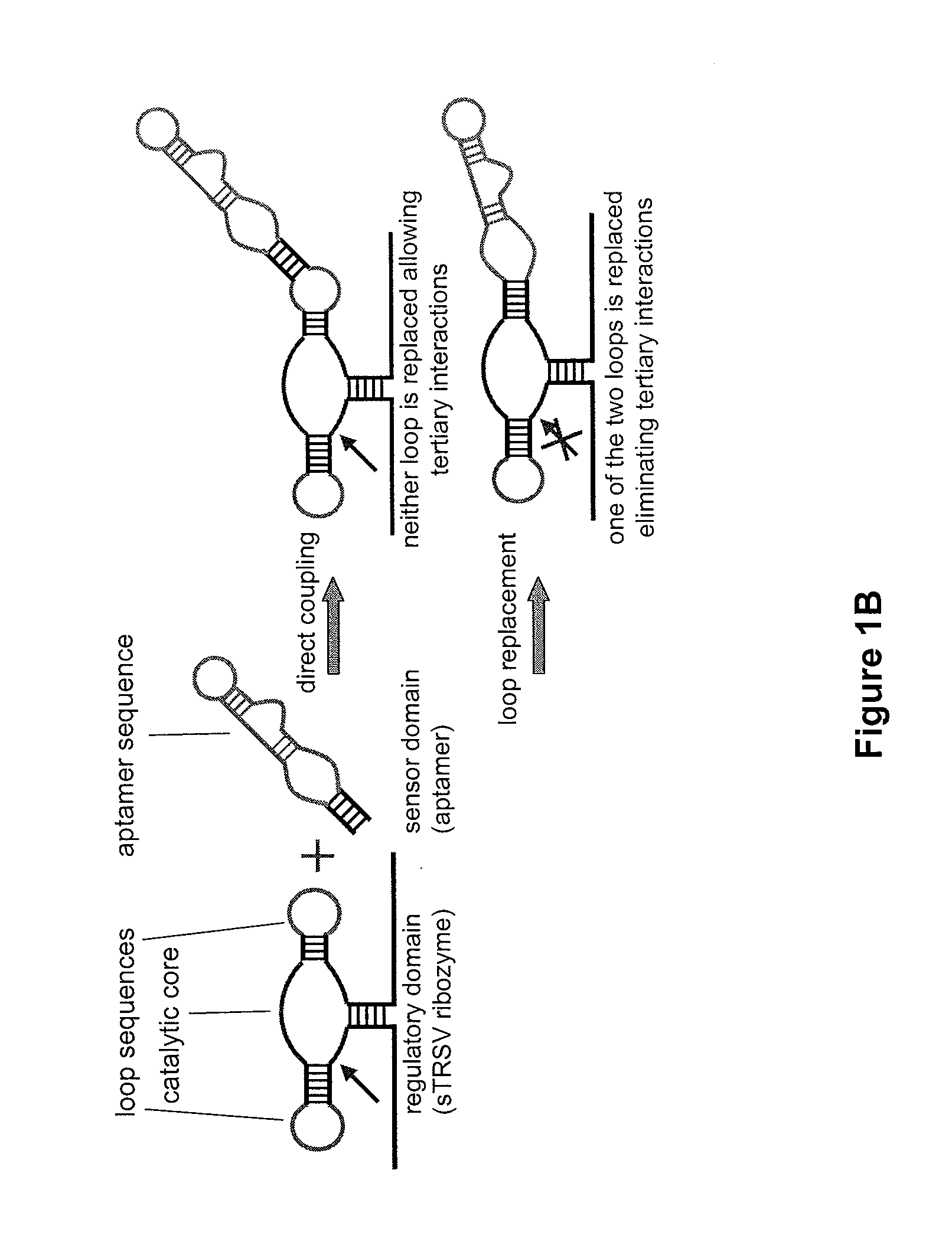 Modular aptamer-regulated ribozymes