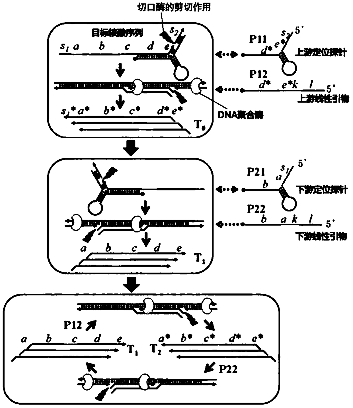 A nucleic acid isothermal amplification method based on positioning probe-mediated cleavage