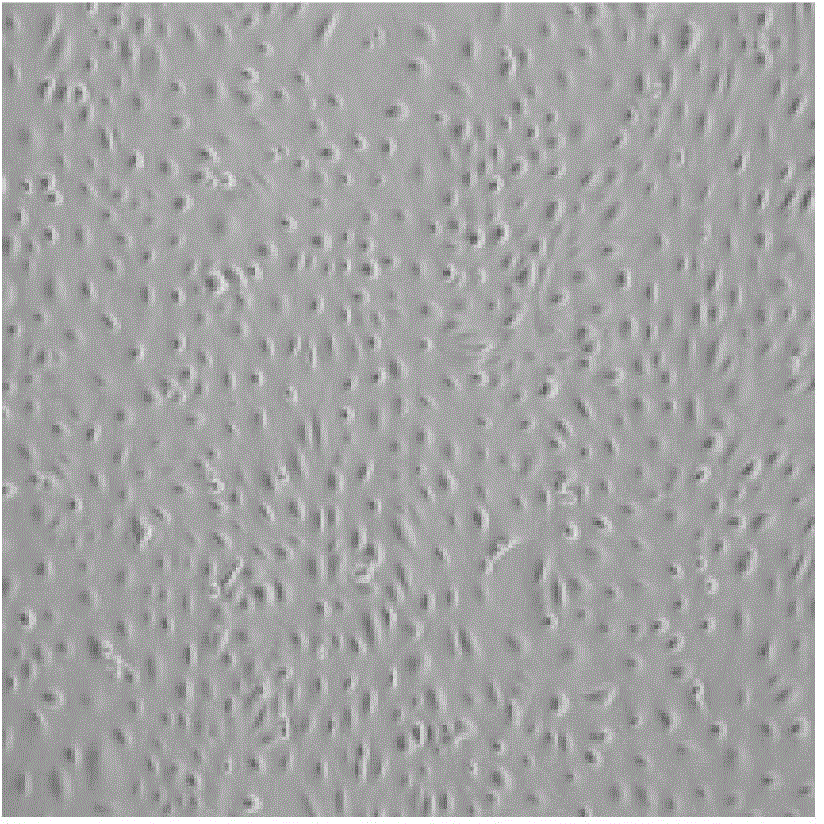 Amnion epithelial cell separation and culture method