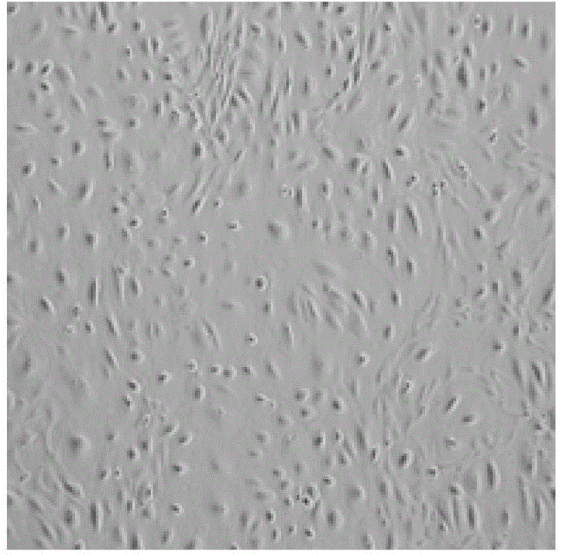 Amnion epithelial cell separation and culture method