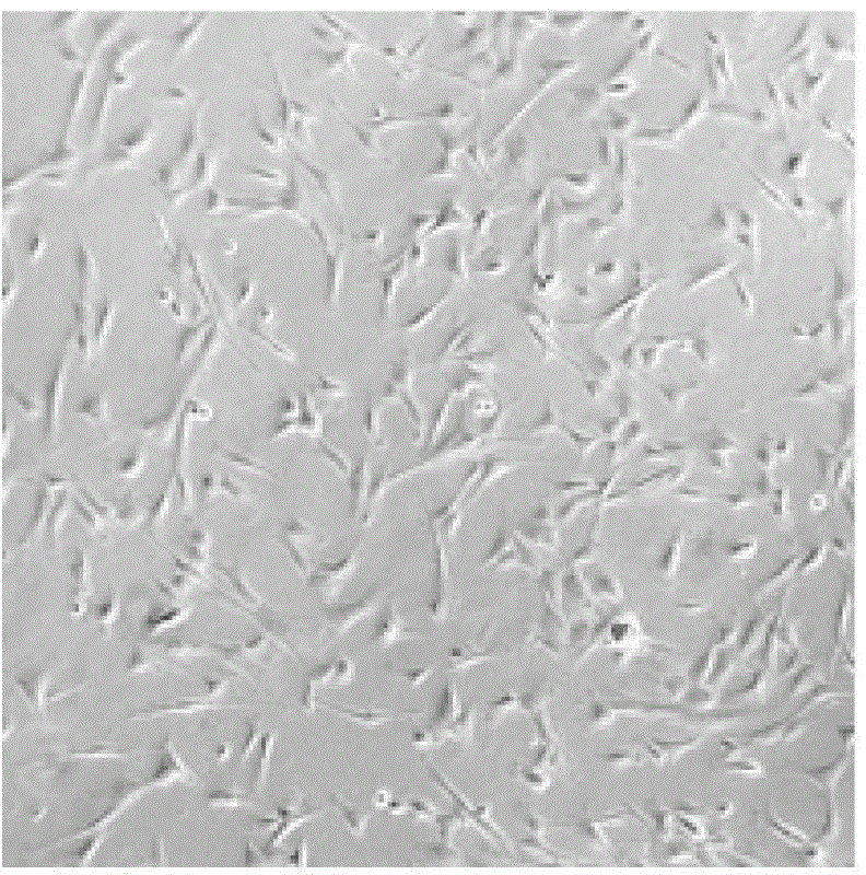 Amnion epithelial cell separation and culture method