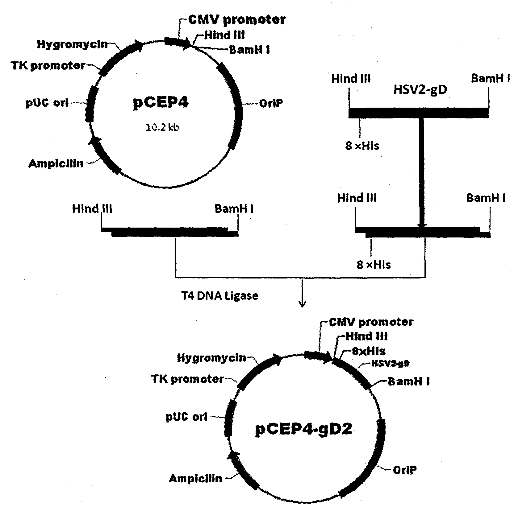 Chemosynthetic HSV2 virus gD glycoprotein extracellular region gene segment as well as expression and application thereof