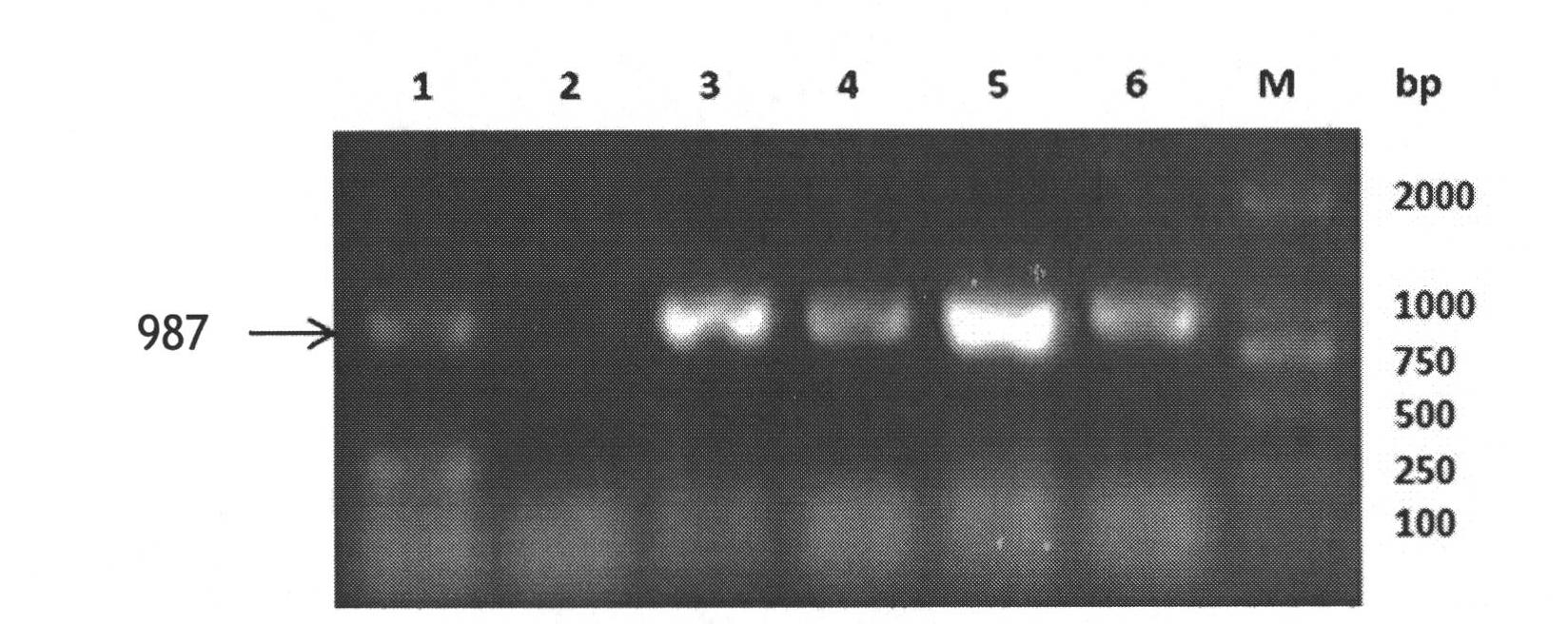 Chemosynthetic HSV2 virus gD glycoprotein extracellular region gene segment as well as expression and application thereof