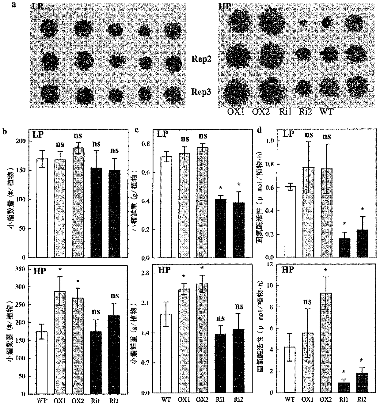 Expression of a phosphate transporter for improving plant yield