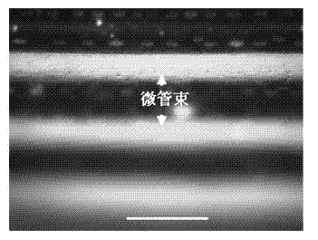 Wheat tissue active oxygen fluorescence labeling method