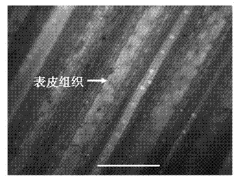 Wheat tissue active oxygen fluorescence labeling method