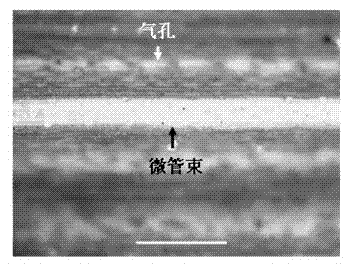 Wheat tissue active oxygen fluorescence labeling method